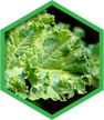 Kale for colon health
