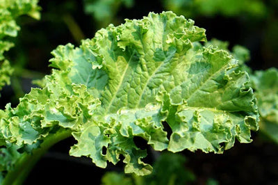 Kale