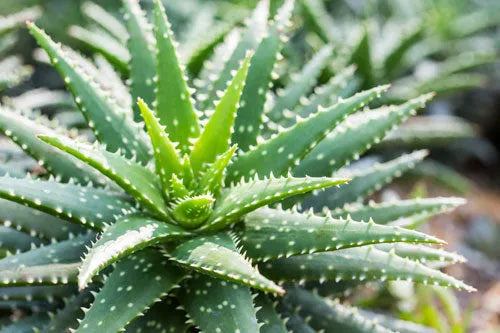 Aloe Vera for Colon Health