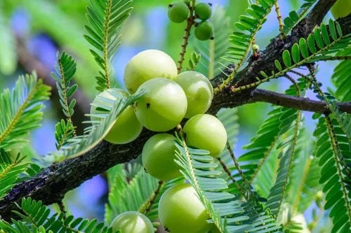 Alma fruit for colon health
