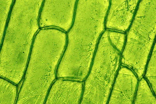 Chlorophyll to prevent colon cancer