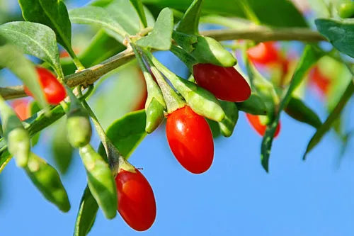 Goji Colon Health
