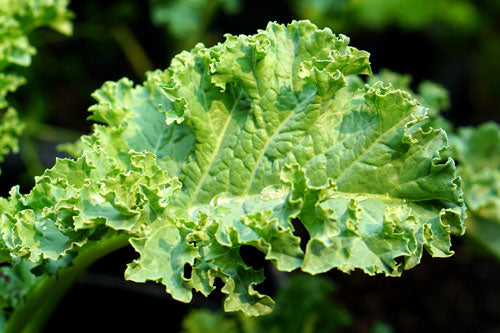 Kale for intestinal health