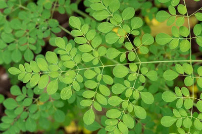 Moringa Leaf