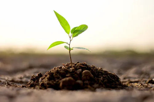 Plant enzymes for a healthy colon