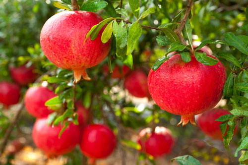 Pomegranate and colon health
