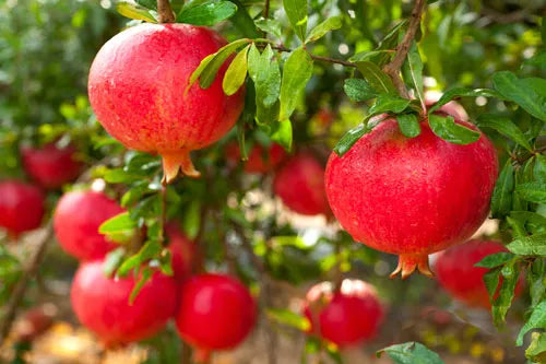 Pomegranate and colon health